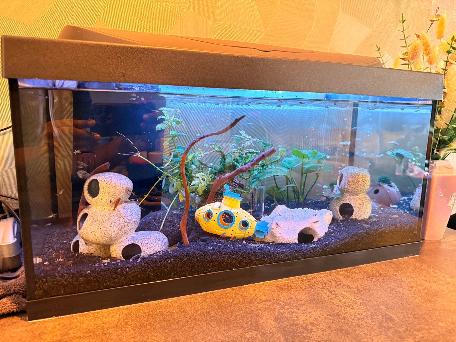 Compleet 60L aquarium inclusief vissen, garnalen, Ophalen, Zo goed als nieuw, Gevuld zoetwateraquarium