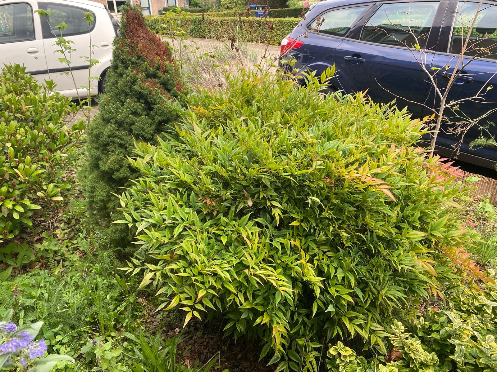 Diverse tuinplanten: Nandina, Picea, Vaste plant, Bloeit niet, Halfschaduw, Ophalen