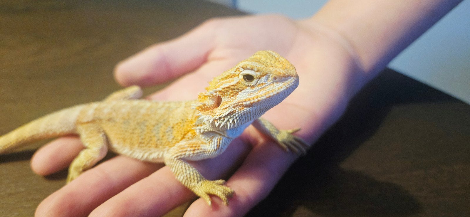 Baardagaam Bearded Dragon photo 5