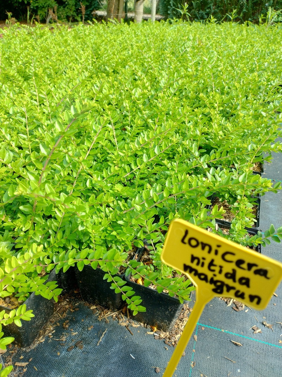 Lonicera nitida maigrun. Bodembedekker/lage haagplant P9, Bodembedekkers, Vaste plant, Ophalen of Verzenden, Bloeit niet
