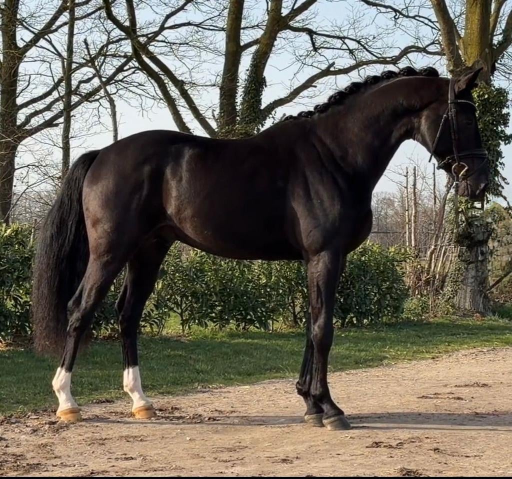Uit eigen fokkerij, 4 jarige  dressuur hengst inruil mogelij, Met stamboom, Dressuurpaard, Hengst, 3 tot 6 jaar