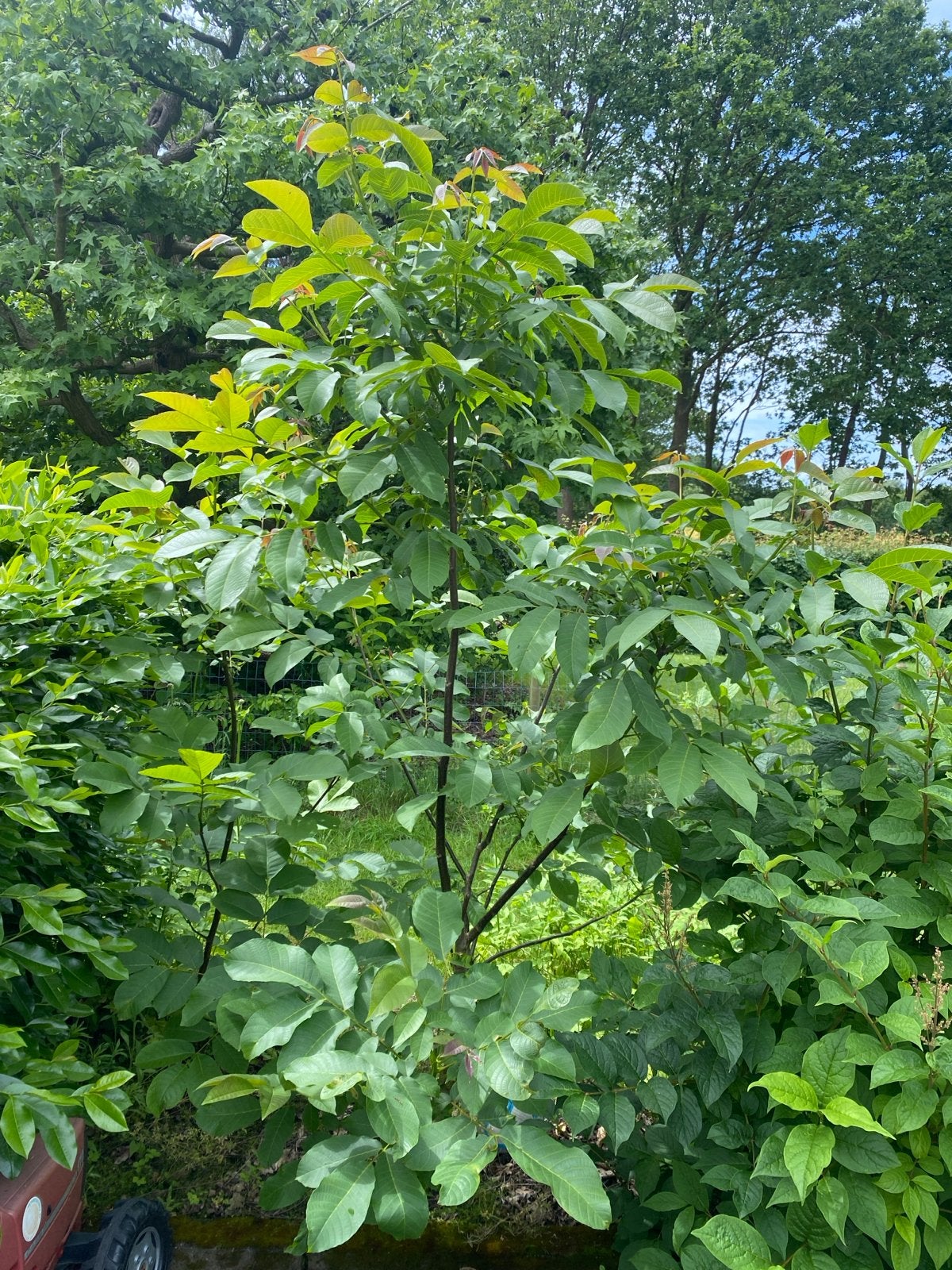 Walnotenboom - Jonge boom voor uw tuin 2,40m hoog, Volle zon, Lente, 100 tot 250 cm, Overige soorten