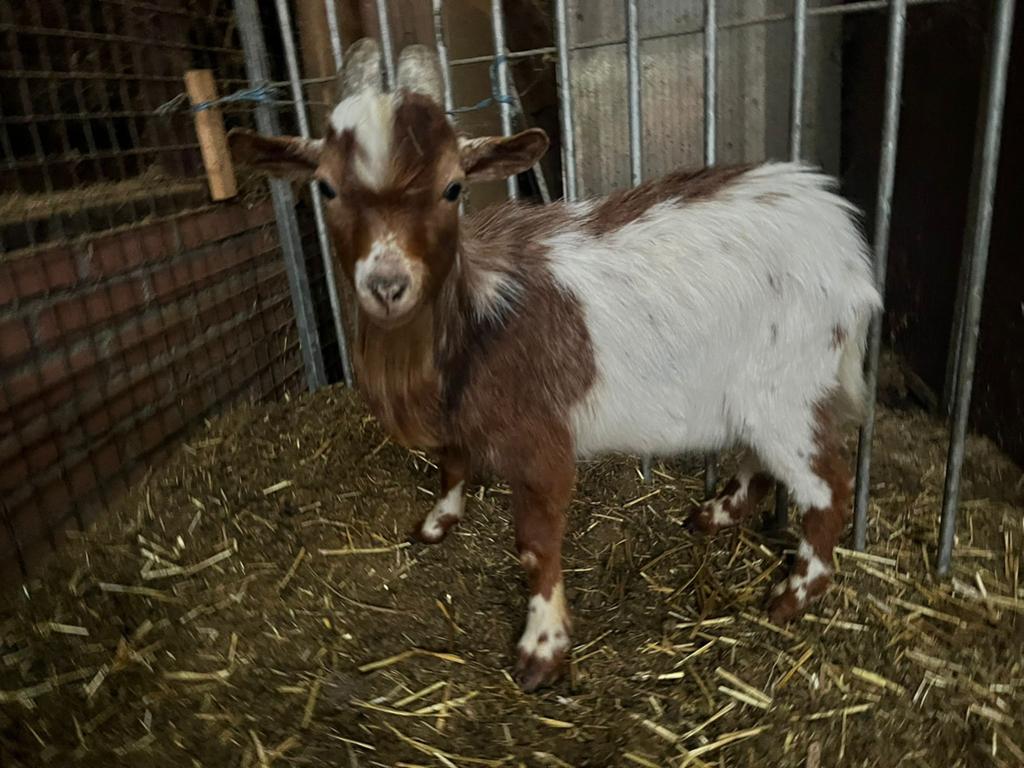 Dwergbokje, Dieren en Toebehoren, Schapen, Geiten en Varkens, Mannelijk, Geit