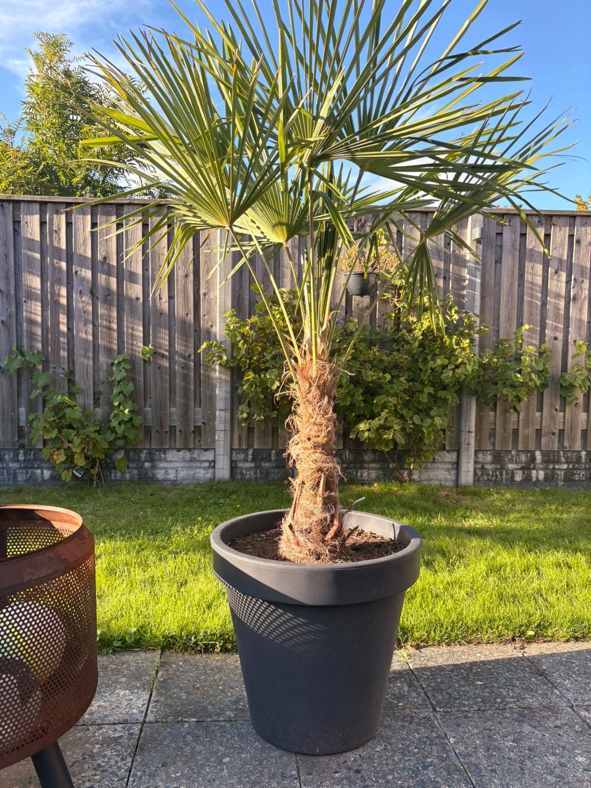 Palm boom in pot Trachycarpus Fortunei, Bloeit niet, 100 tot 250 cm, Palmboom, Ophalen