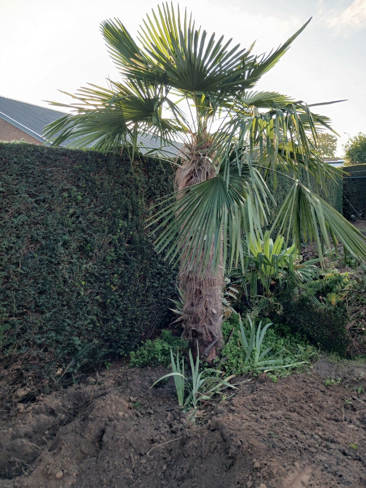Te koop palmbomen trachycarpus fortunei, Tuin en Terras, 250 tot 400 cm, Zomer, Palmboom, Ophalen
