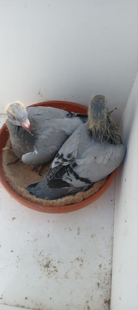 Postduiven jonge duiven piepers, Dieren en Toebehoren, Vogels | Duiven, Postduif