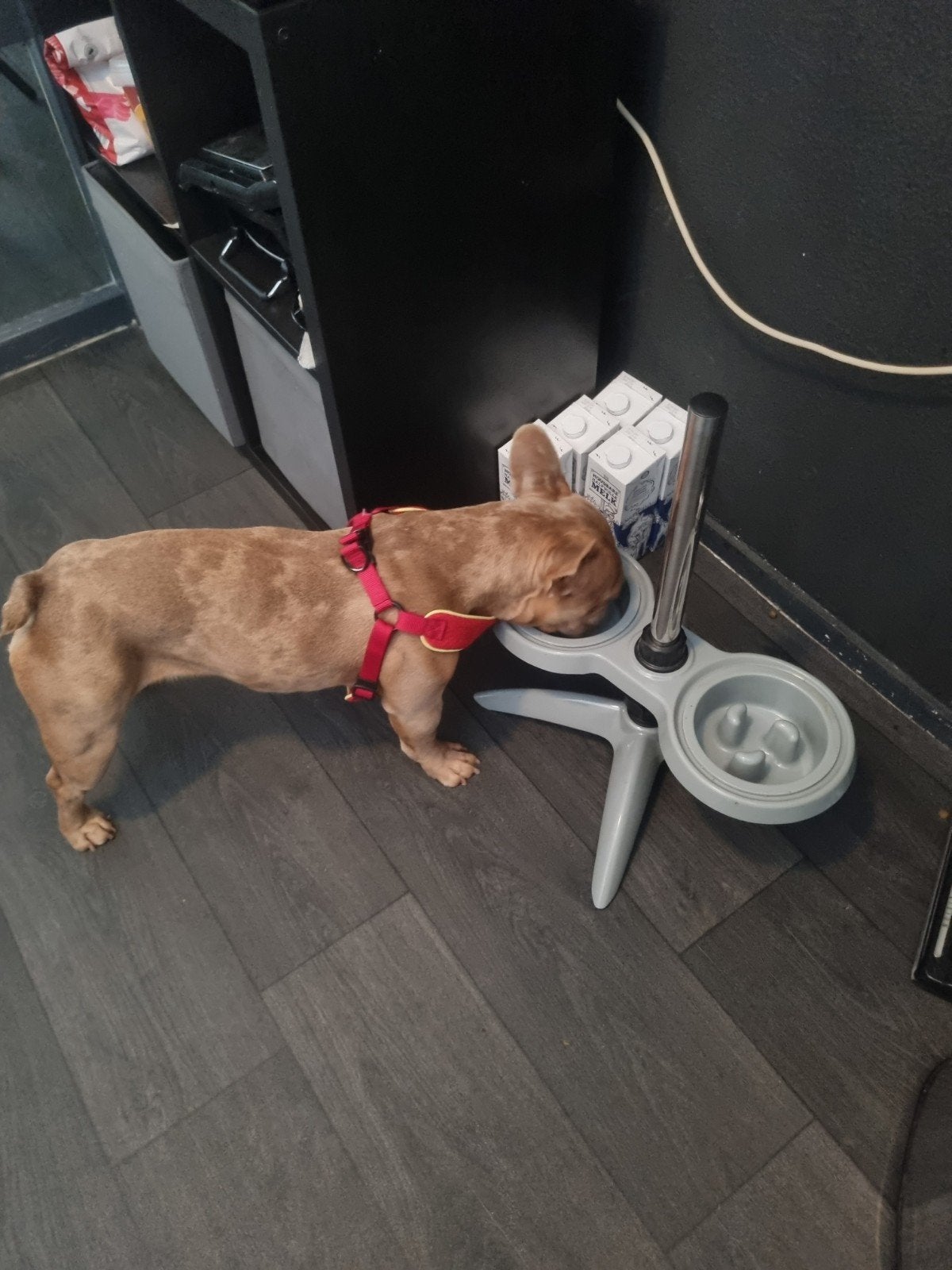 franse bulldog teefje, 1 tot 2 jaar, Teef, Bulldog, Eén hond