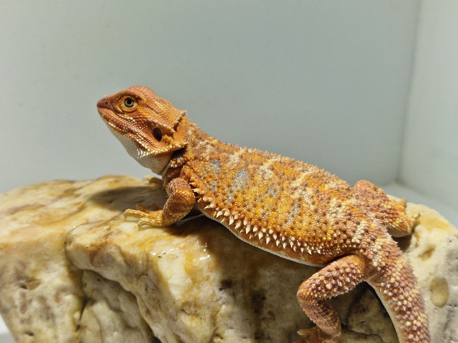 DRACO REPTILES – Prachtige Baardagaam Nakweek Bearded Dragon photo 20
