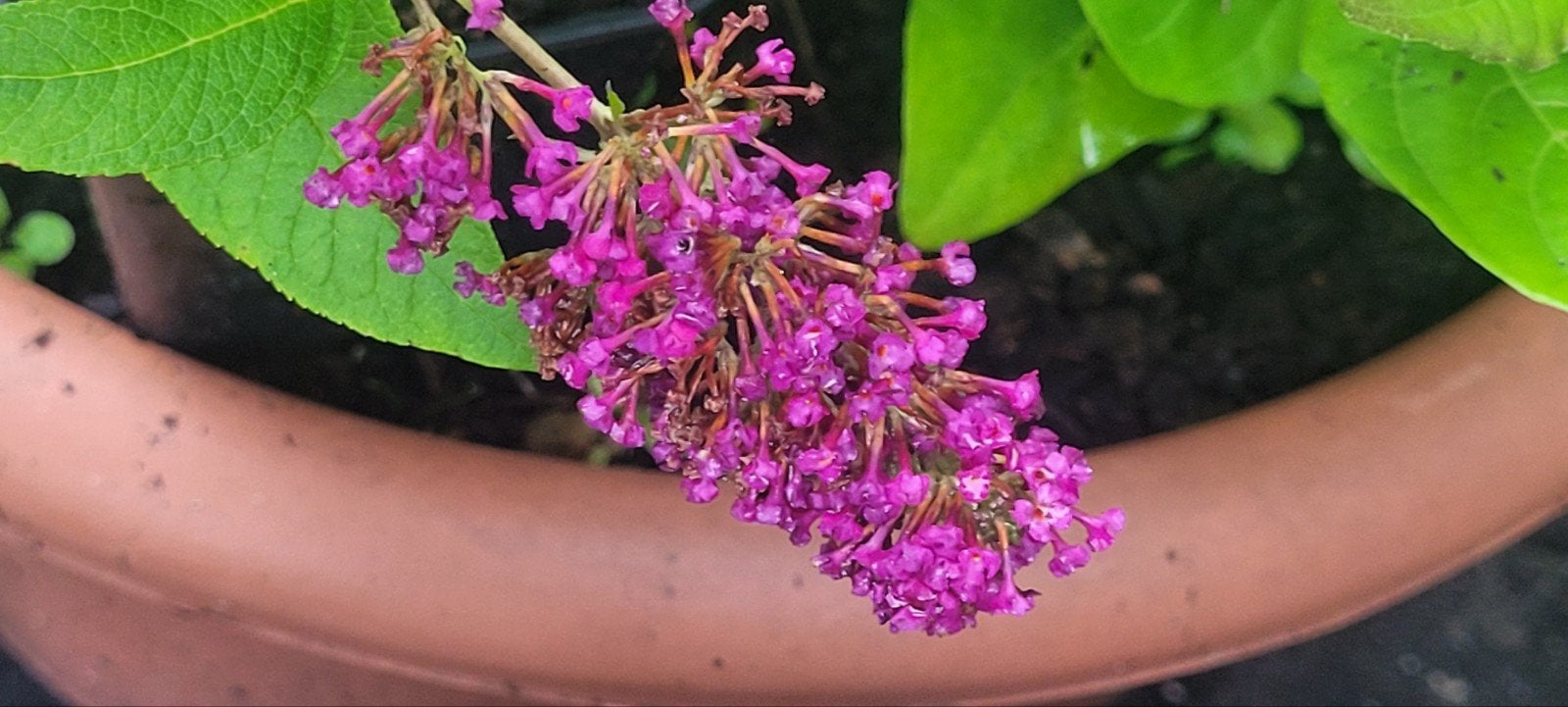 stek van een vlinderstruik mooie kleur, Tuin en Terras, Ophalen, Overige soorten, Volle zon