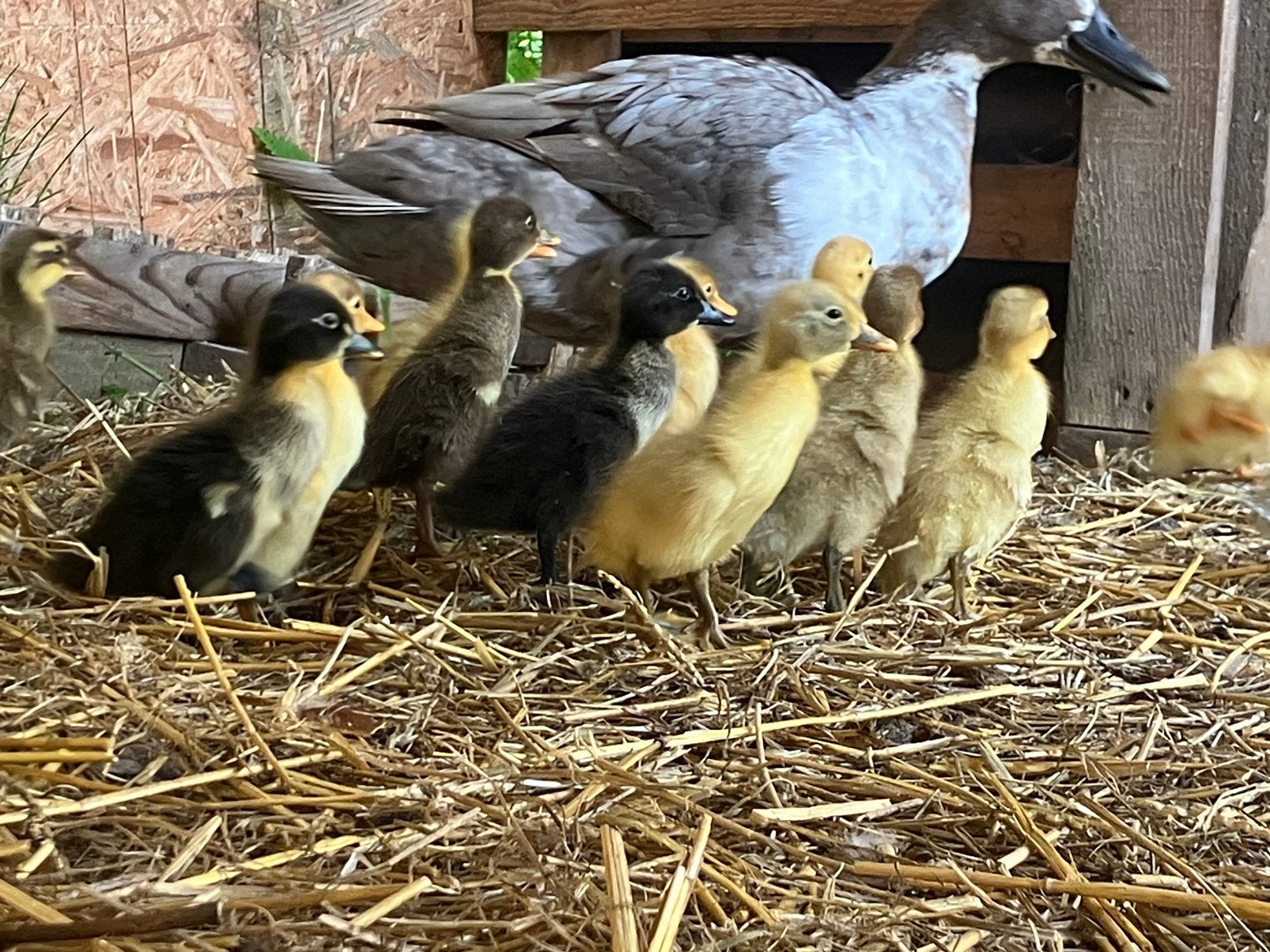 Jonge loopeend kuikens (pulletjes), Dieren en Toebehoren, Pluimvee, Geslacht onbekend, Eend