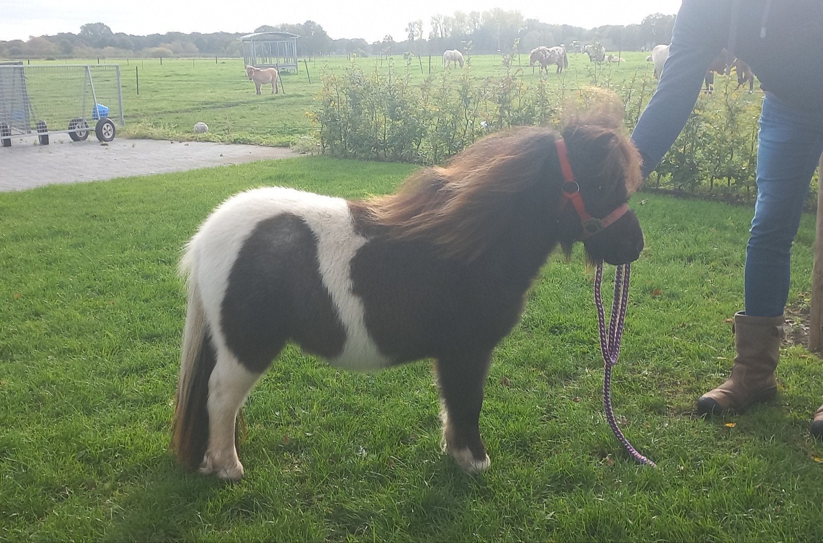 ZWARTBONTE EN BLUEDUN MERRIE'S., Merrie