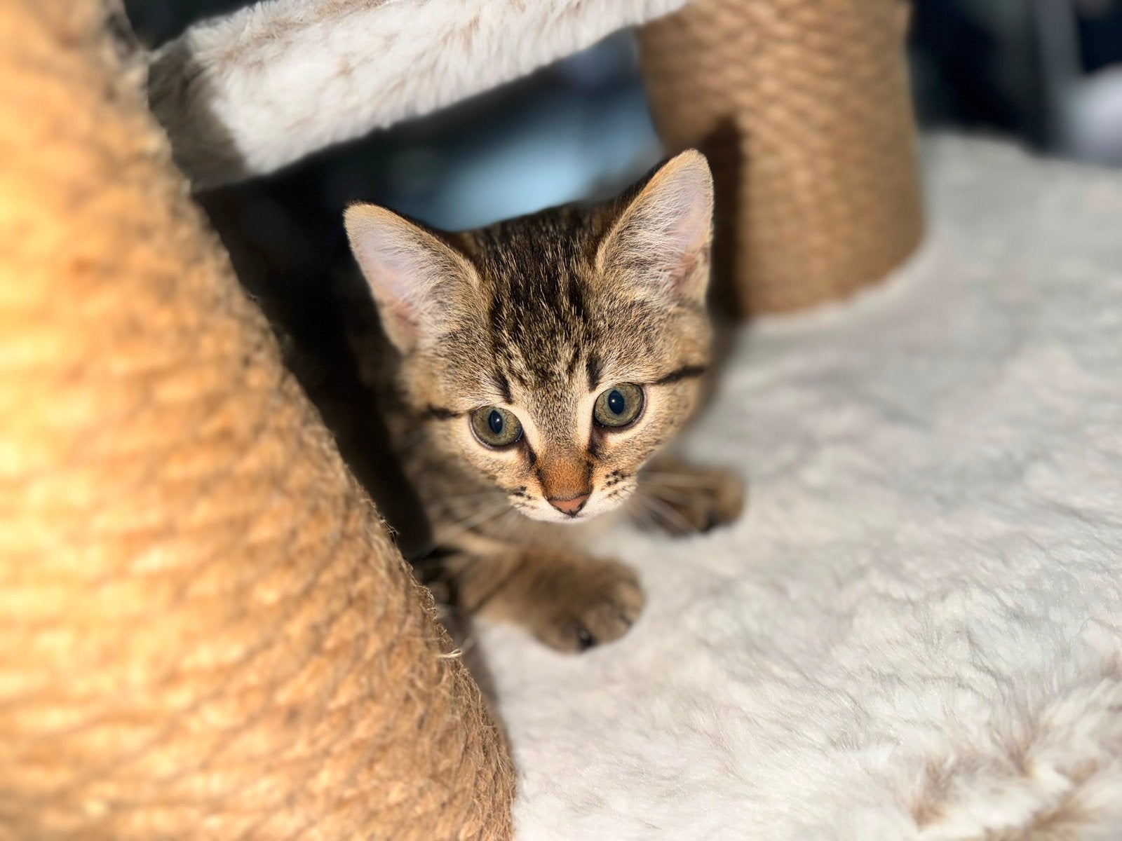 Kitten, Dieren en Toebehoren, Katten en Kittens | Overige Katten, Poes, Kortharig, 0 tot 2 jaar