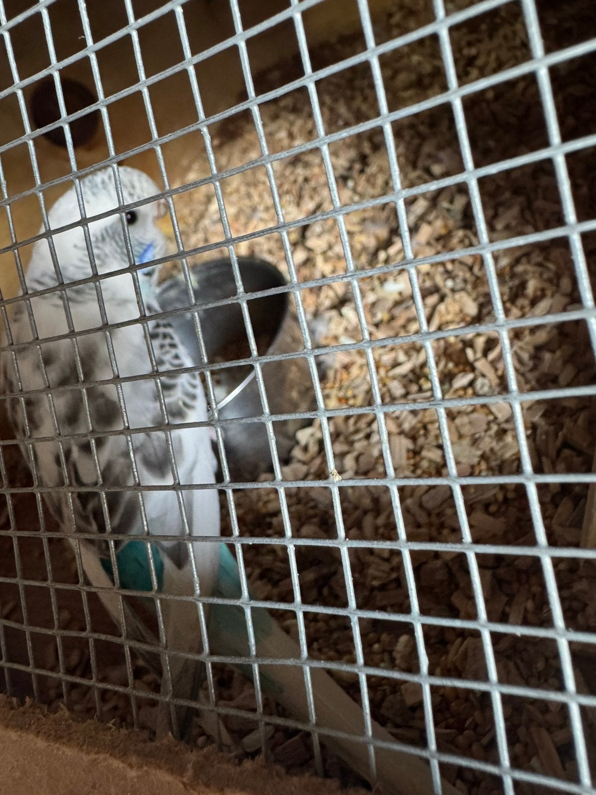 Grasparkiet pop, Dieren en Toebehoren, Vogels | Duiven, Vrouwelijk, Overige soorten