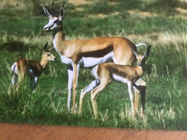 Gazelle, Ophalen of Verzenden, Voor 1920, Ongelopen