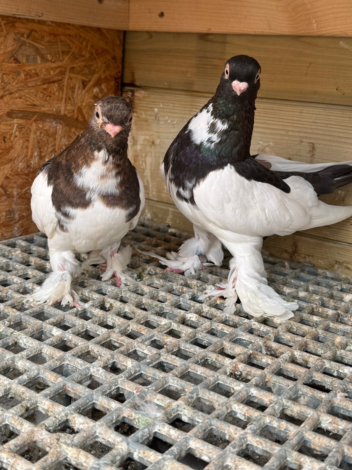 Takla alstajmeer, Dieren en Toebehoren, Vogels | Duiven