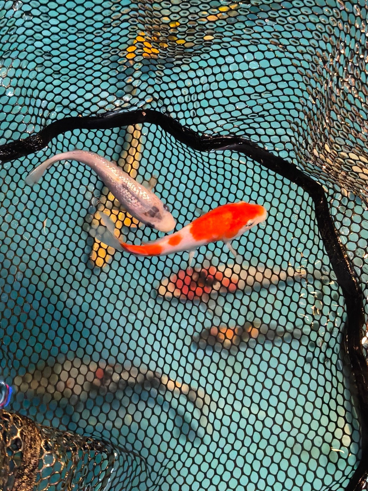 Japanse koi,s, Karper of Koi