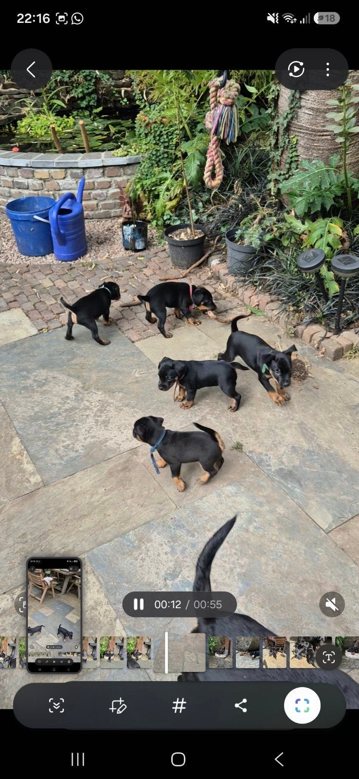 Duitse jachtterriër pups, gladhaar, Overige rassen, 8 tot 15 weken, Parvo, Meerdere