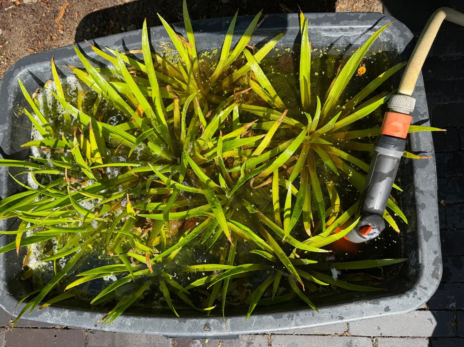 Krabbescheer drijvende vijverplanten, Ophalen, Gebruikt