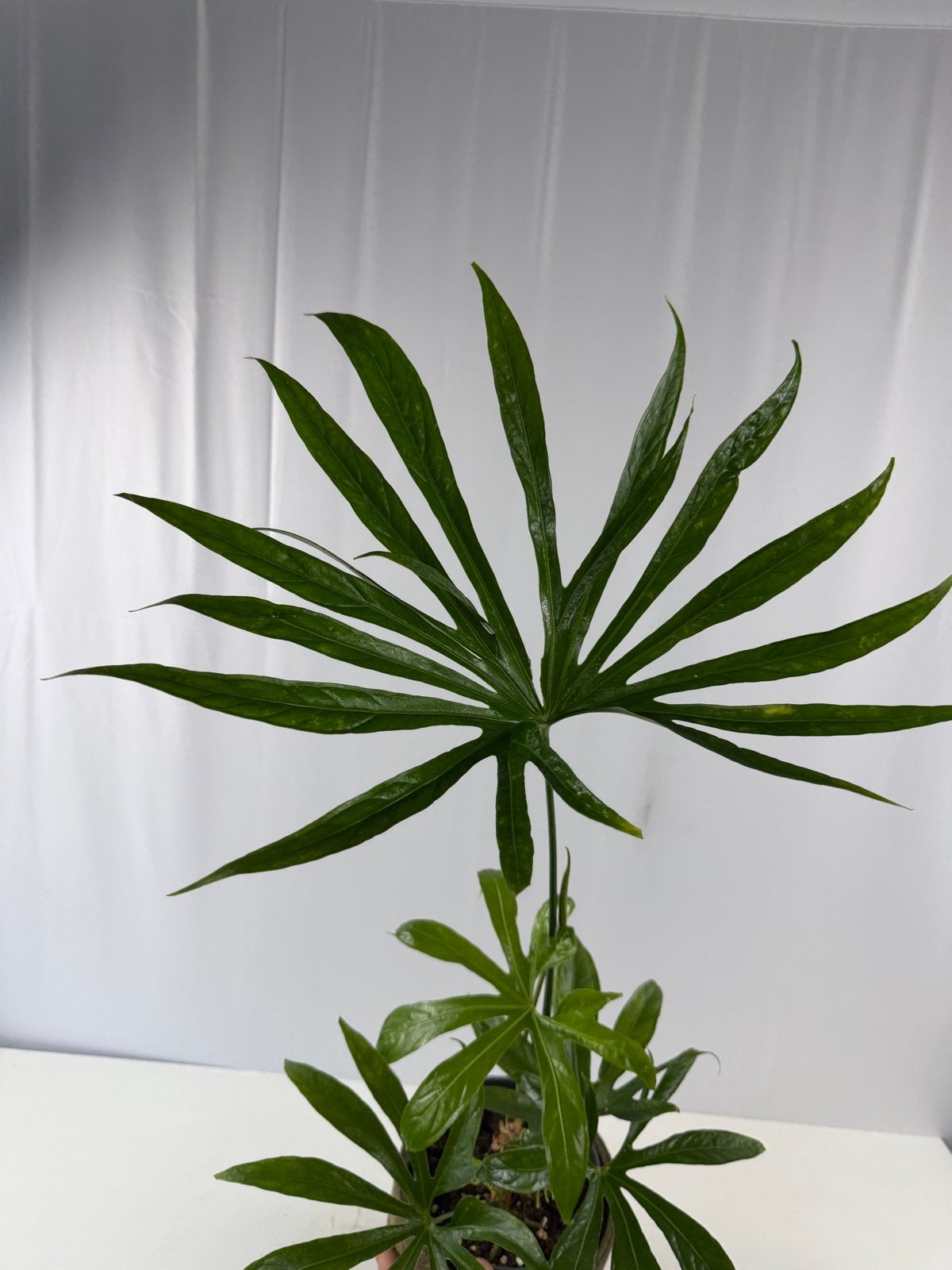 Anthurium pedatoradiatum fingers - Pot 14, Ophalen of Verzenden