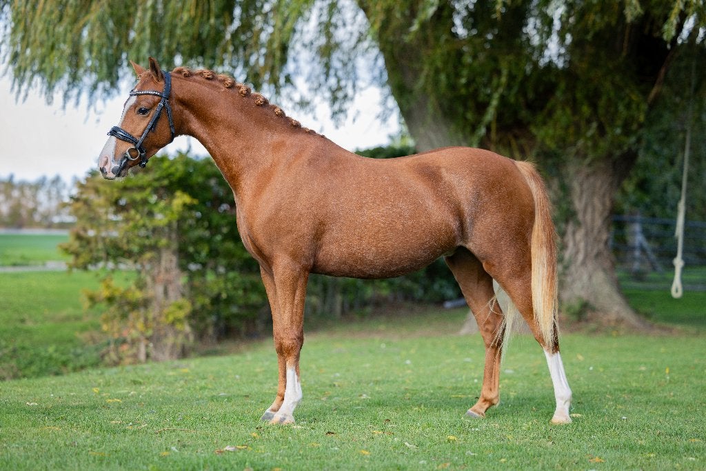Stoere 4 jarige welsh ruin!, Dieren en Toebehoren, Ruin, Dressuurpony, 3 tot 6 jaar, B pony (1.17m tot 1.27m)