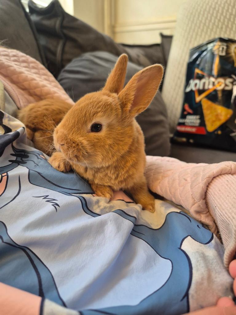Standaard rex konijn geel, Dieren en Toebehoren, Konijnen, Meerdere dieren