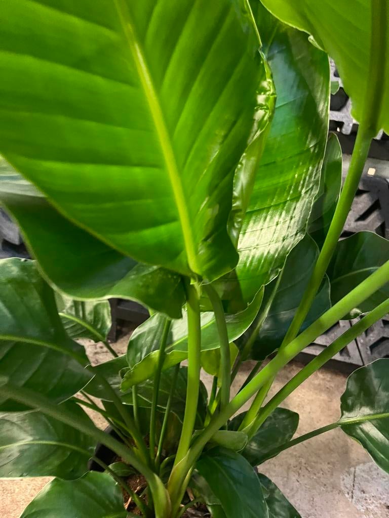 Prachtige volle strelitzia– 160 cm – 6-steks, Ophalen, Volle zon