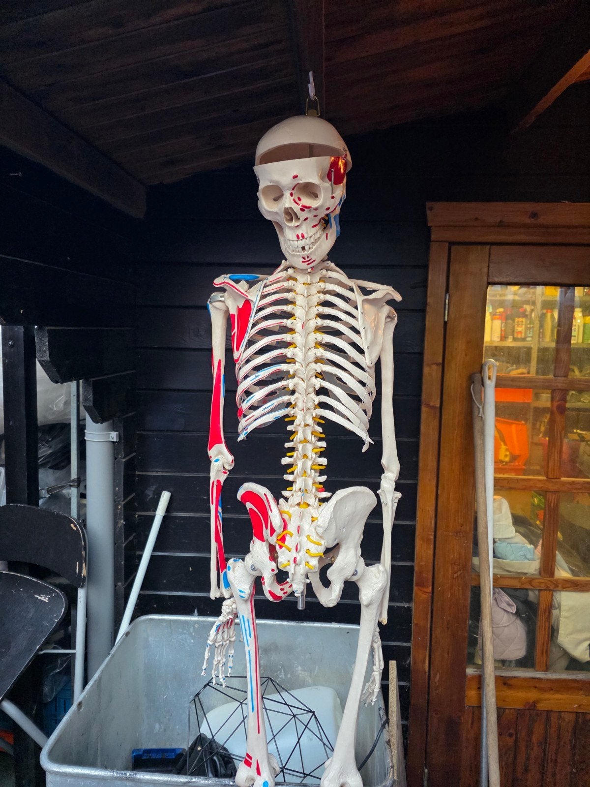 skelet, Ophalen, Zo goed als nieuw, Feestartikel, Halloween of Griezel