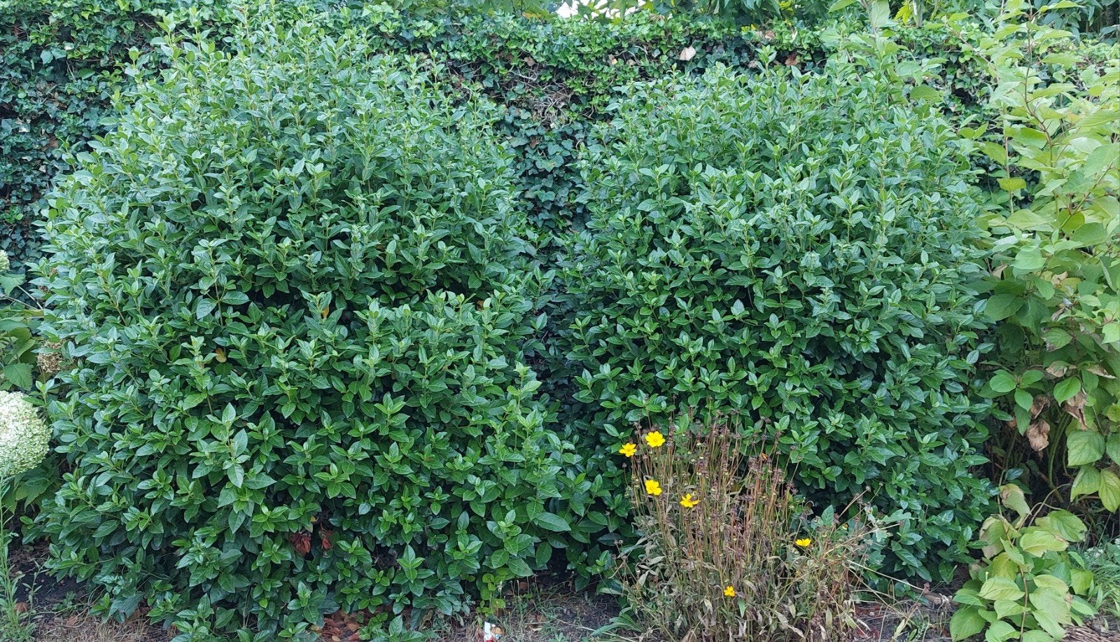 Groenblijvende struiken, Tuin en Terras, Ophalen, Overige soorten