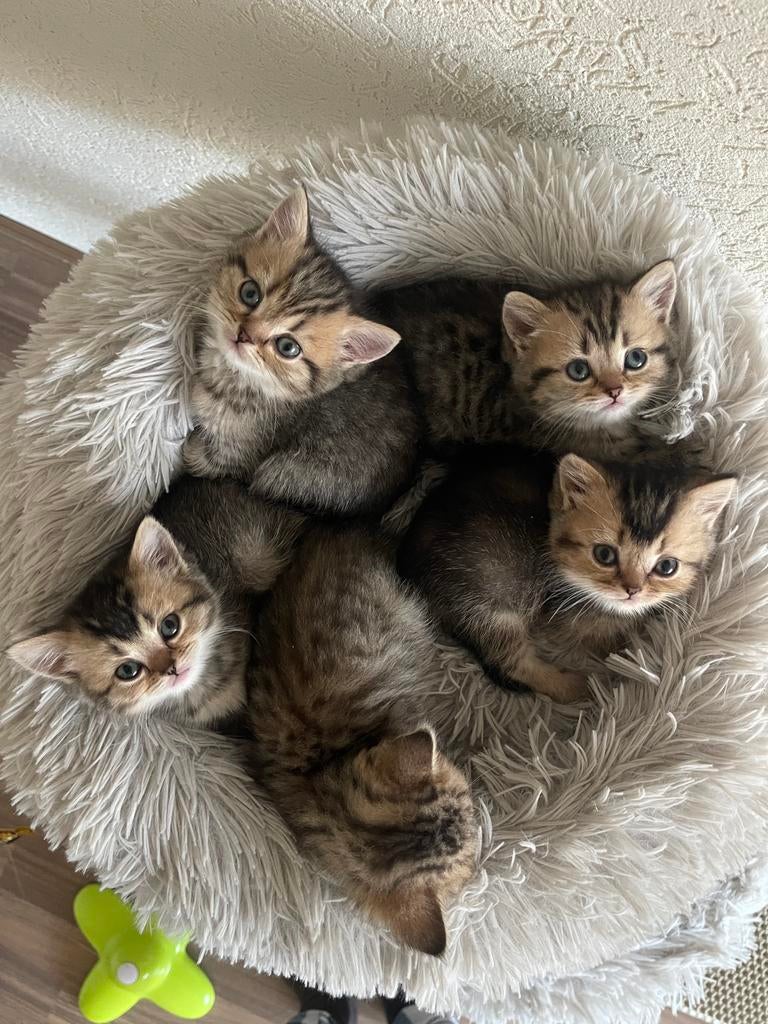 Britse korthaar Black golden shaded kittens 🐱, Meerdere dieren, Ontwormd, 0 tot 2 jaar