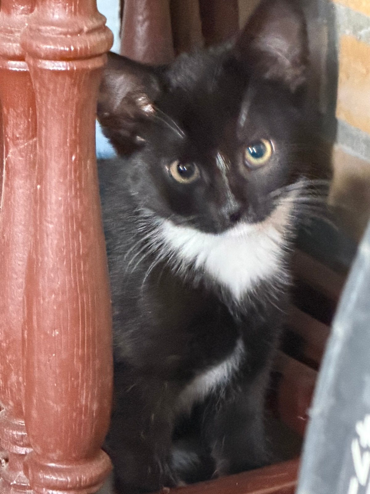 Lieve Boerderij kittens, Dieren en Toebehoren, Katten en Kittens | Overige Katten, Meerdere dieren