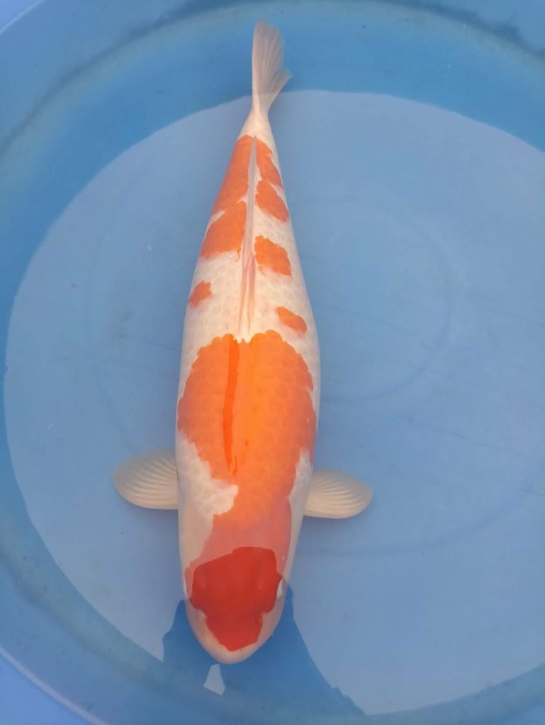 Japanse koi, Karper of Koi