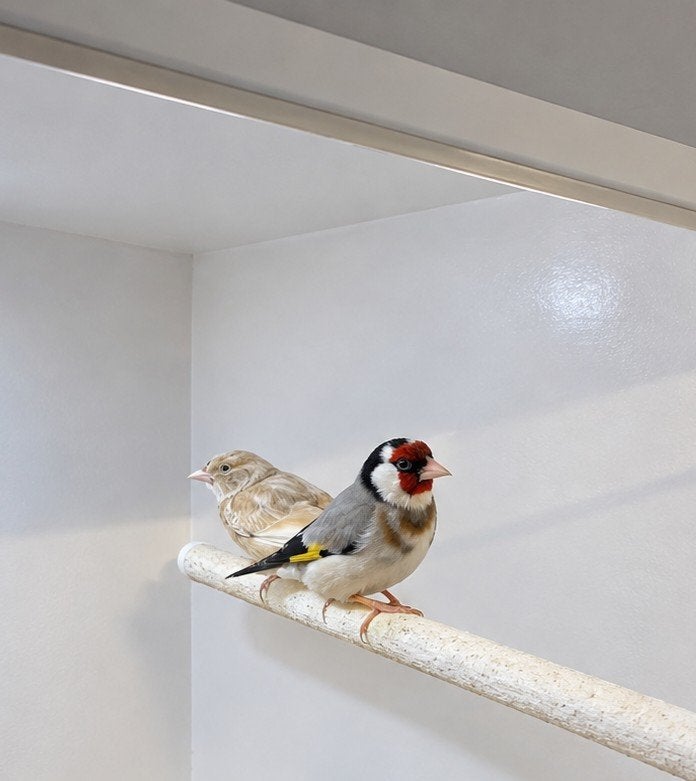 putter man, Dieren en Toebehoren, Mannelijk, Wildzangvogel, Geringd