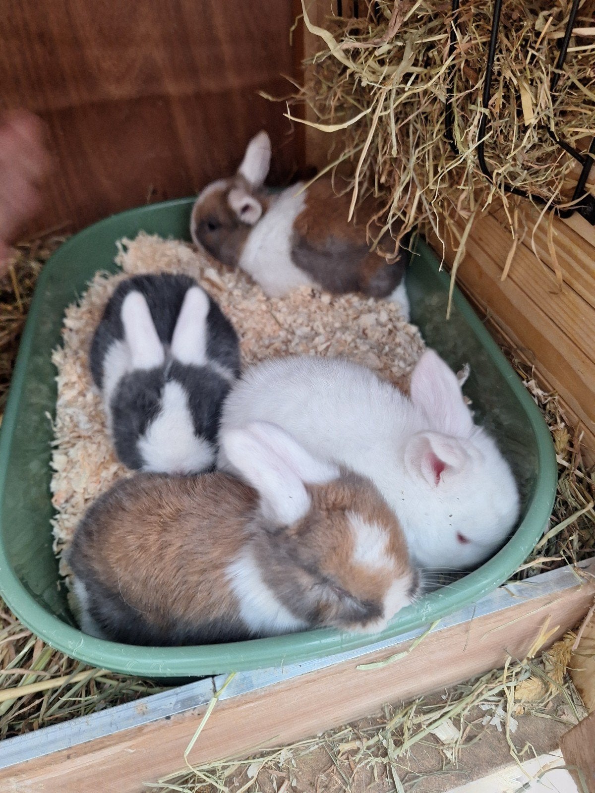 nestje NHD, Meerdere dieren, Dwerg, Hangoor, 0 tot 2 jaar