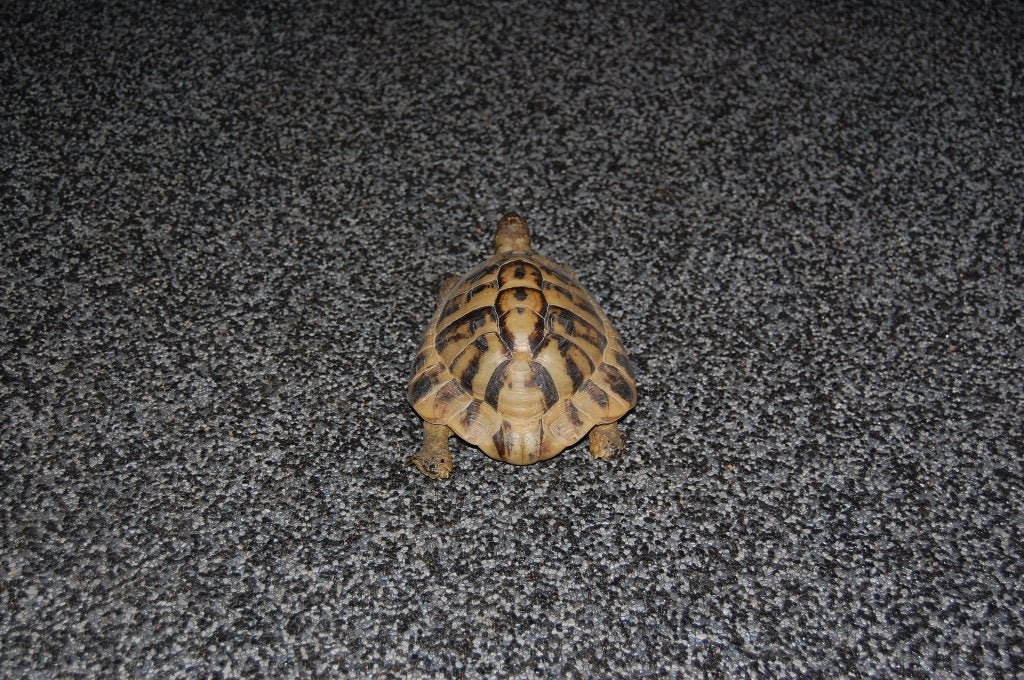 Grieks Schildpadden koppel Tortoise photo 3