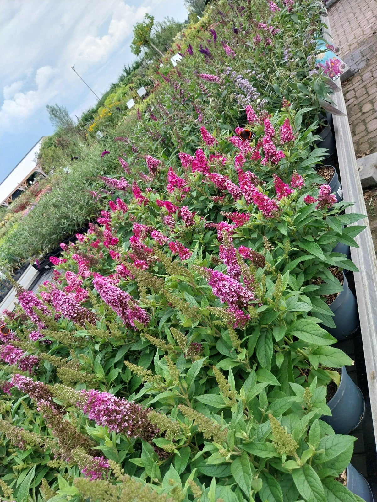 Vlinderstruiken in diverse kleuren - Zomerbloeiers voor kids, Volle zon, Vaste plant, Zomer, Ophalen