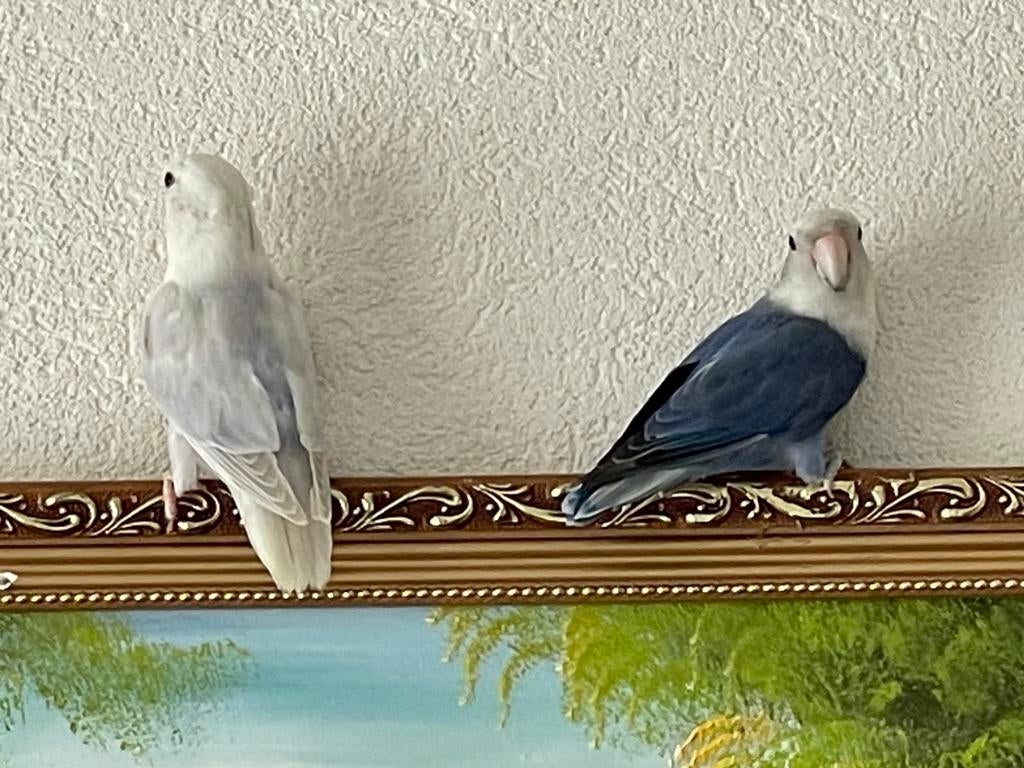 Prachtige Lieve Jonge en Handtamme Agapornis Dwergpapegaai, Dieren en Toebehoren, Vogels | Parkieten en Papegaaien, Meerdere dieren