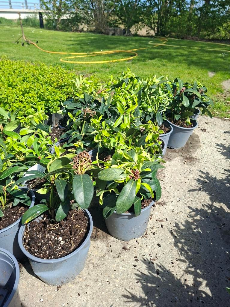 Skimmia japonica 'Rubella' - Compacte wintergroene heester, Tuin en Terras, Planten | Tuinplanten, Vaste plant, Halfschaduw, Lente