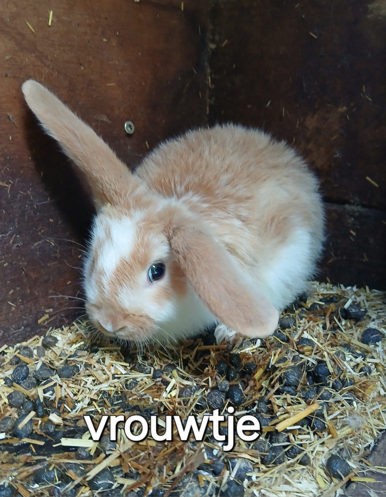 Mooi jonge konijntjes, Dieren en Toebehoren, Knaagdieren, Mei, Meerdere dieren, Overige typen
