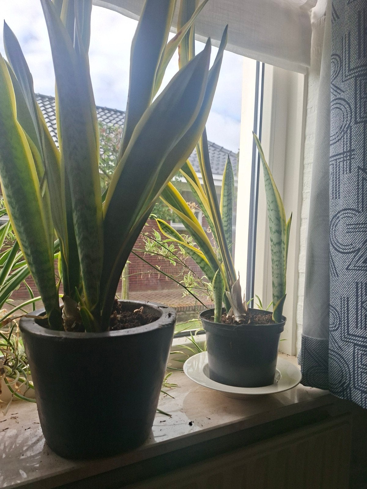Mooie Sansevieria (Vrouwentong), Ophalen, Overige soorten, Halfschaduw, In pot