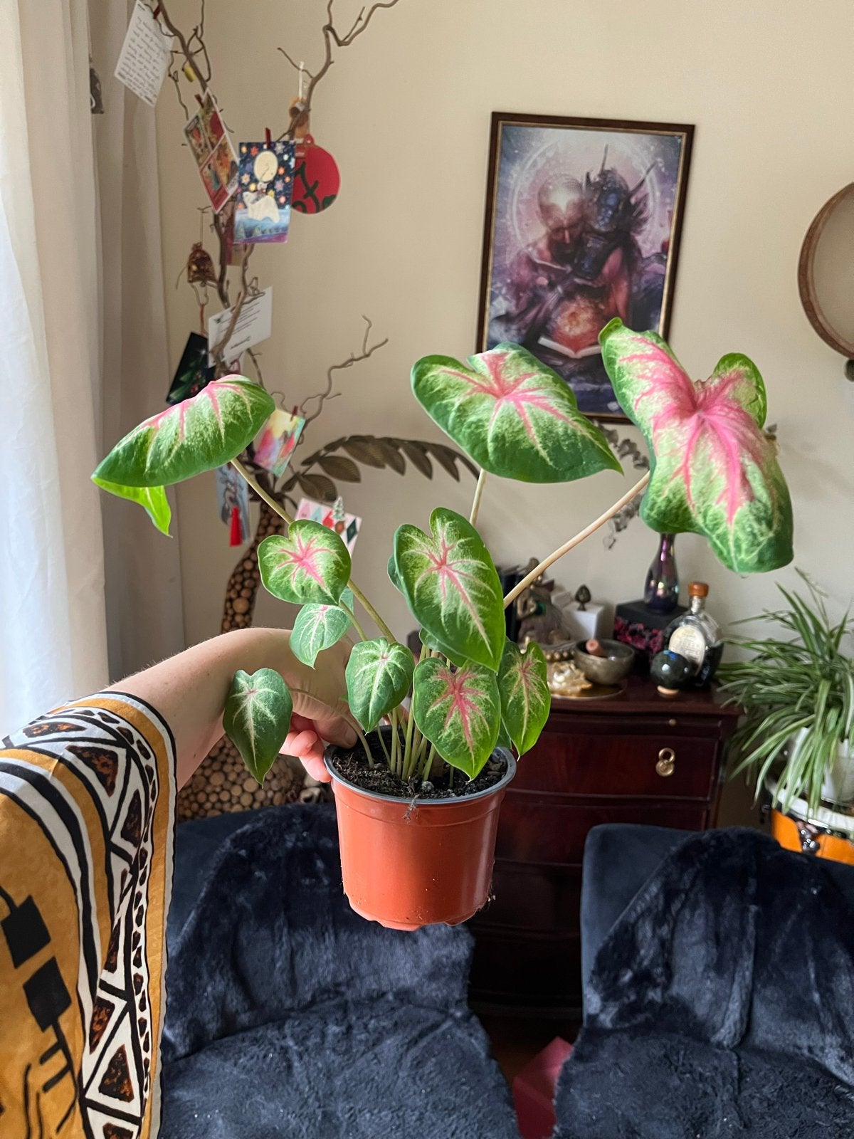 Caladium met roze en groene bladeren, Overige soorten, Vaste plant, Ophalen of Verzenden, Bloeit niet