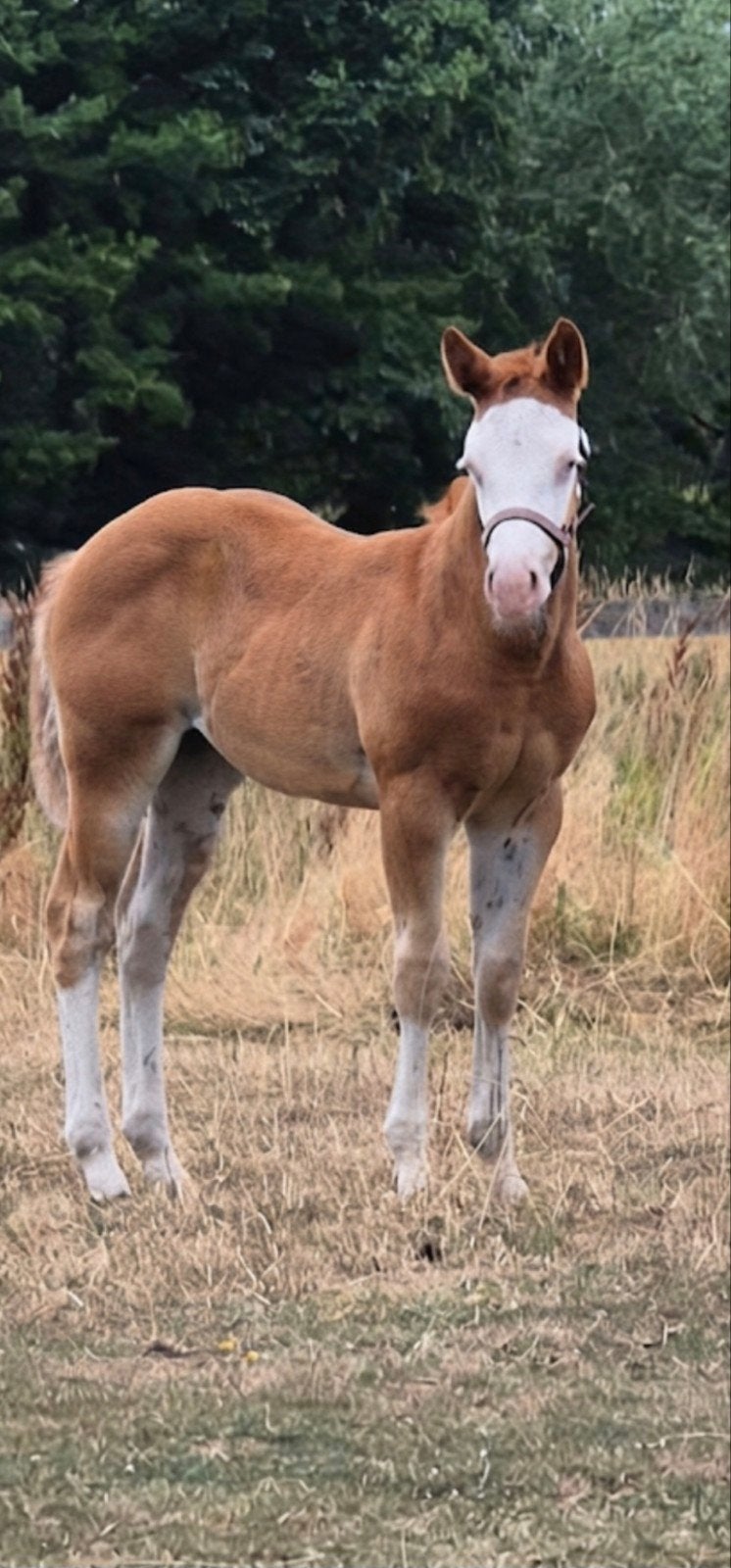 QuarterHorse MerrieVeulen en Quarter X  Hengstveulen, Merrie, Minder dan 160 cm, 0 tot 2 jaar