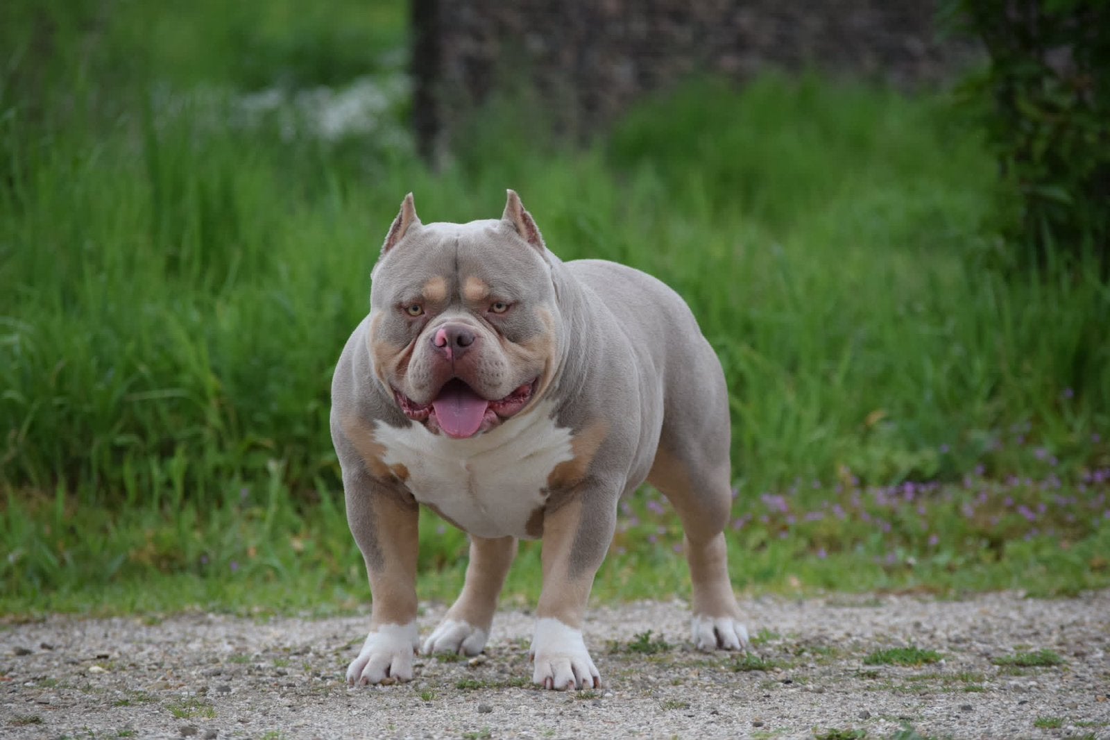 Foto 6 van 🔥American bully pups uit grand champion line, tricolors
