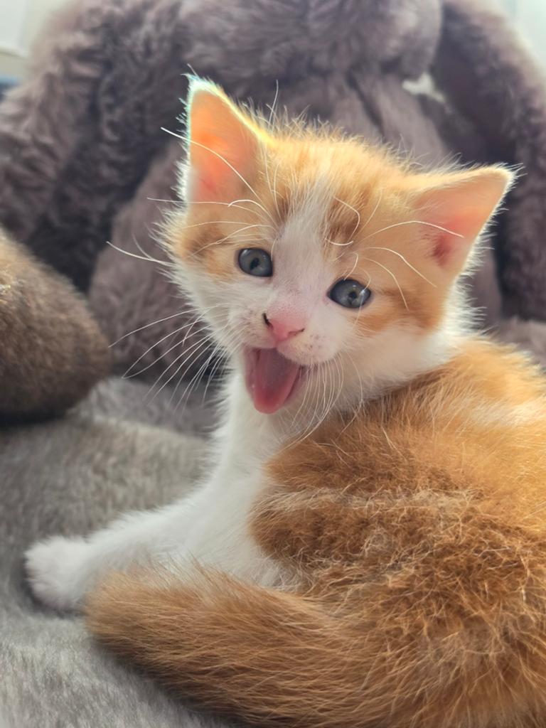 Turkish Angora, Meerdere dieren, Ontwormd, 0 tot 2 jaar