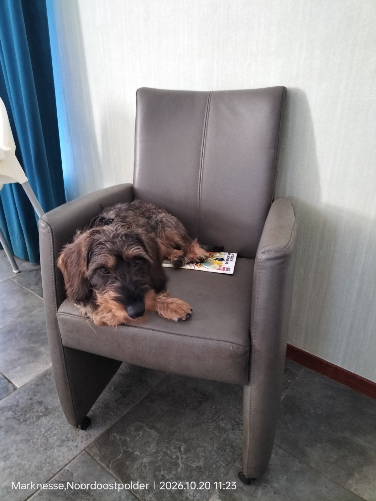 Ruwharige teckel reu zoekt nieuw 🏡, Standaard, Reu, 1 tot 2 jaar, CDV (hondenziekte)