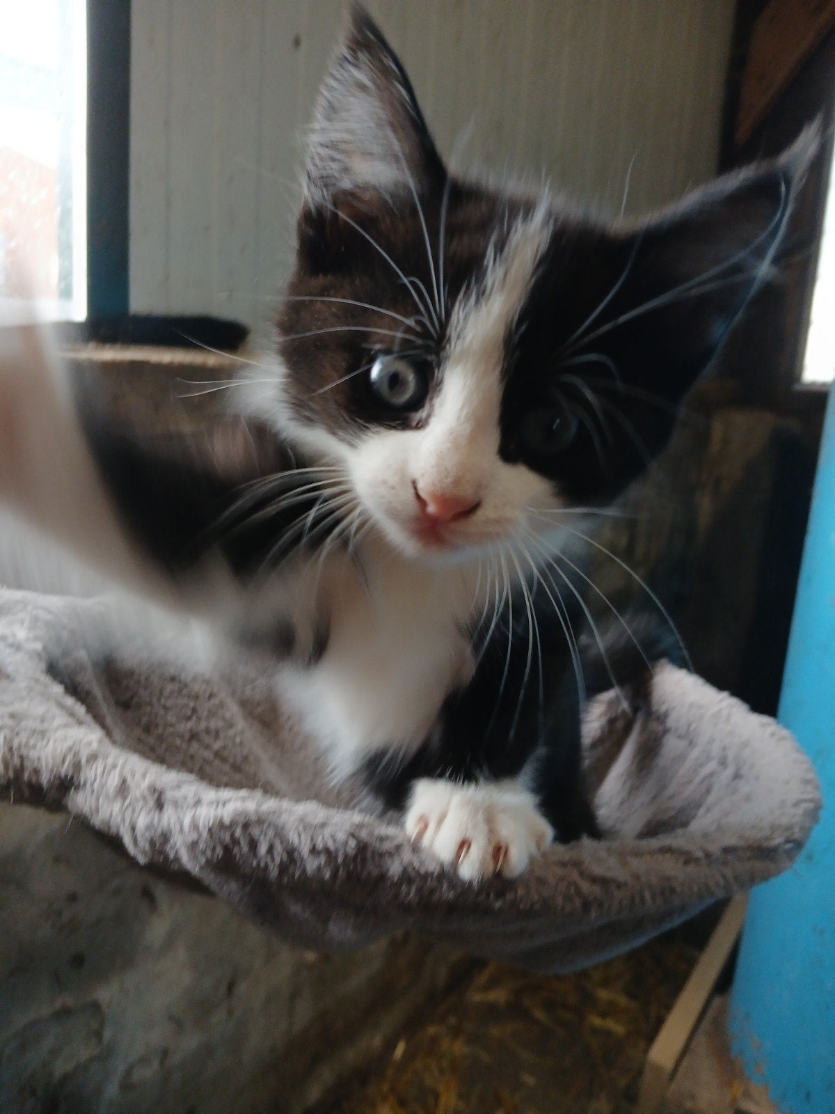 Kittens, Kortharig, 0 tot 2 jaar
