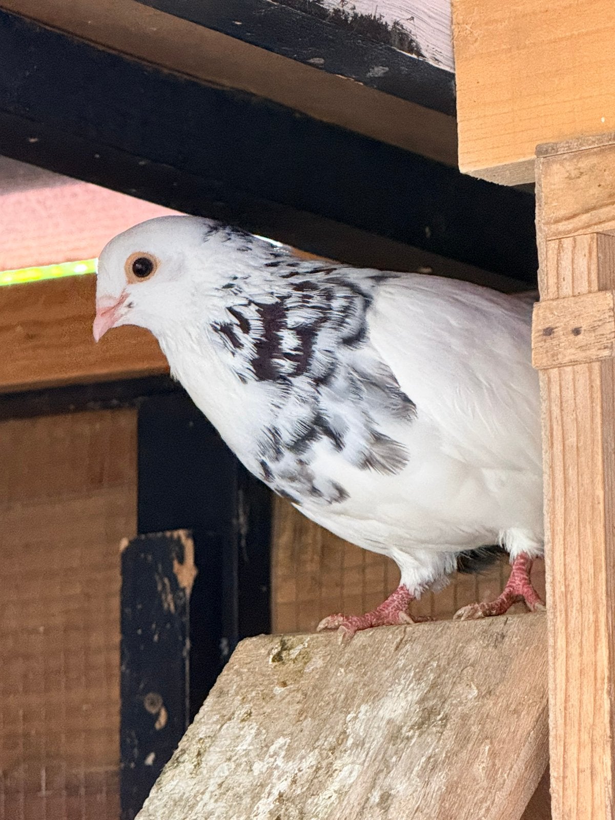 Birmingham roller, Dieren en Toebehoren, Vrouwelijk, Tuimelaar of Roller