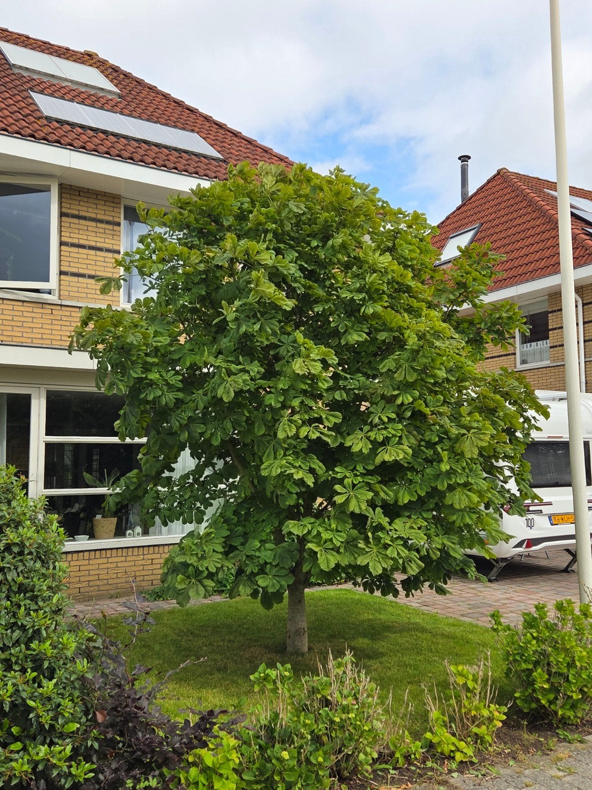 Kastanje boom, Tuin en Terras, Planten | Bomen, Ophalen, Volle zon, Overige soorten, 400 cm of meer