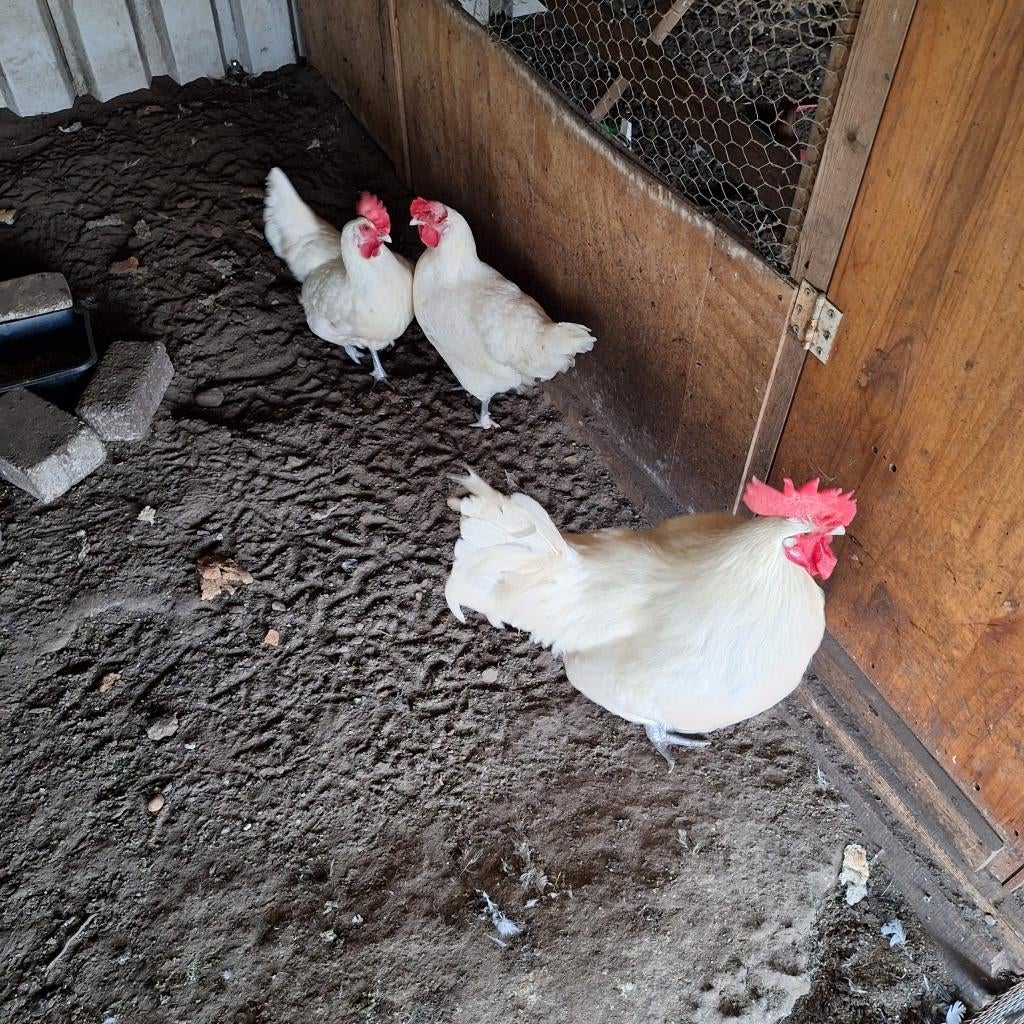 Broed eieren van verschillende soorten kippen., Meerdere dieren, Kip