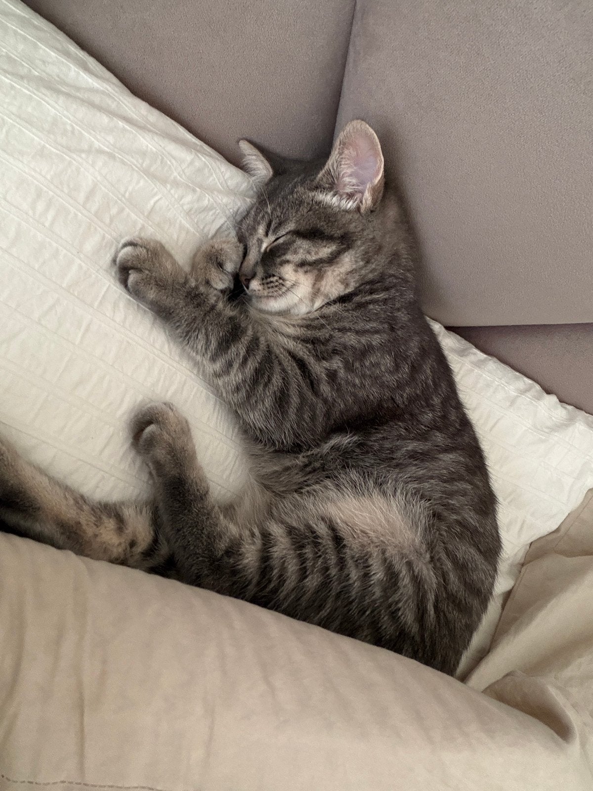 Half brits/europese korthaar kitten, 0 tot 2 jaar