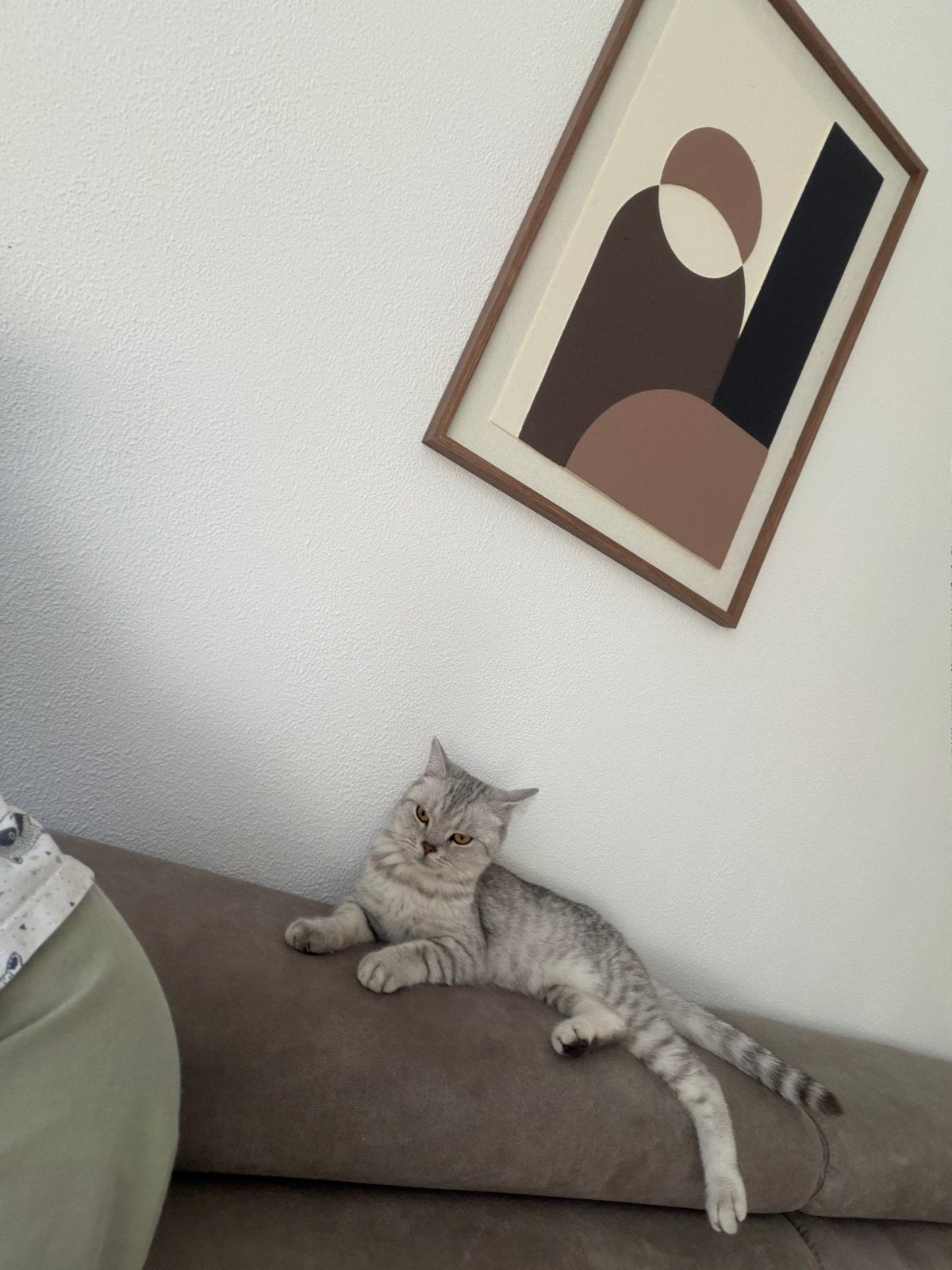Britse korthaar, Poes, Langharig, 0 tot 2 jaar